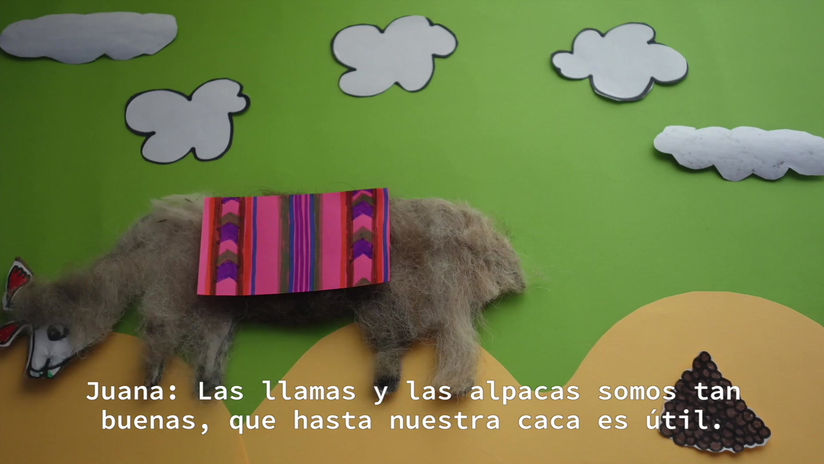LLAMAWARI VS. PAQUCHAWARI (Llamas vs Alpacas)